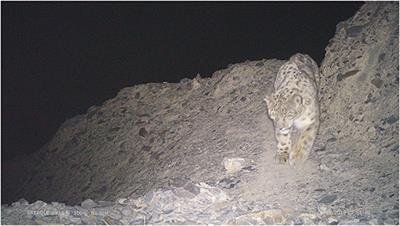 Increasing Threats to <mark class="highlighted">Snow Leopard</mark> Survival in Pakistan